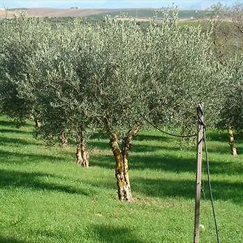 Farmház Agriturismo Sirignano Wine Resort Olaszország